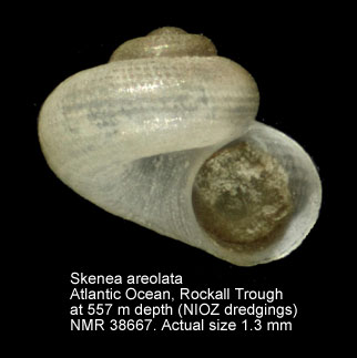 Skenea areolata.jpg - Skenea areolata(Sars,1878)